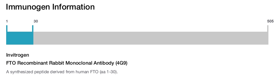 FTO Recombinant Rabbit Monoclonal Antibody (4G9)