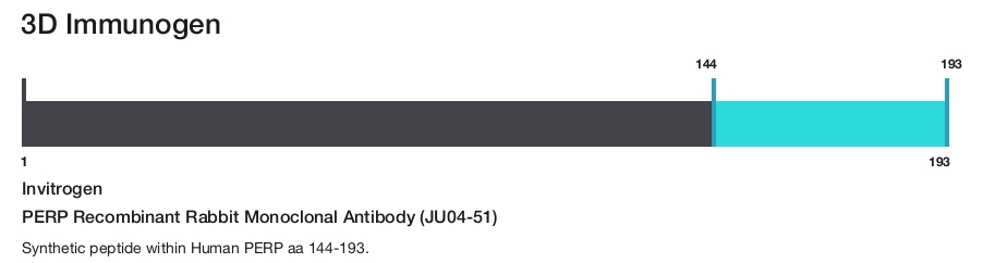 PERP Recombinant Rabbit Monoclonal Antibody (JU04-51)