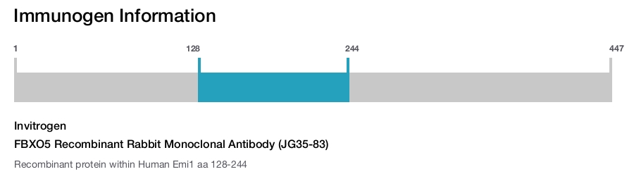 FBXO5 Recombinant Rabbit Monoclonal Antibody (JG35-83)