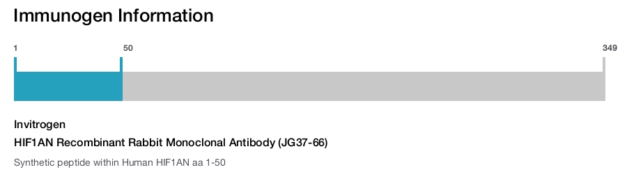 HIF1AN Recombinant Rabbit Monoclonal Antibody (JG37-66)