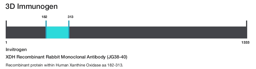 XDH Recombinant Rabbit Monoclonal Antibody (JG38-40)