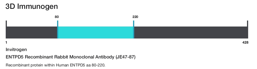 ENTPD5 Recombinant Rabbit Monoclonal Antibody (JE47-87)