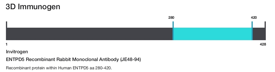 ENTPD5 Recombinant Rabbit Monoclonal Antibody (JE48-94)