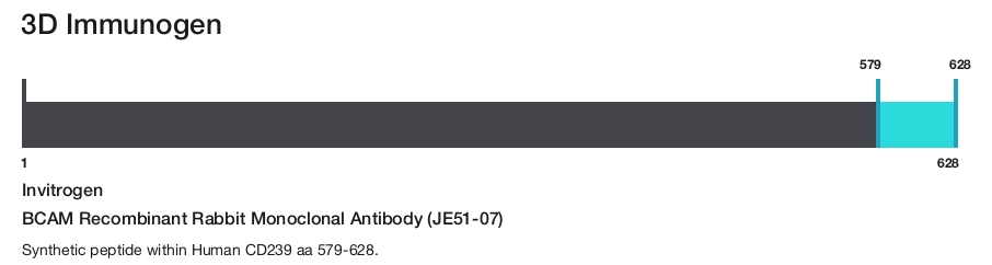 BCAM Recombinant Rabbit Monoclonal Antibody (JE51-07)