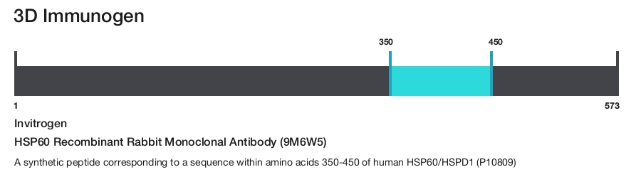 HSP60 Recombinant Rabbit Monoclonal Antibody (9M6W5)
