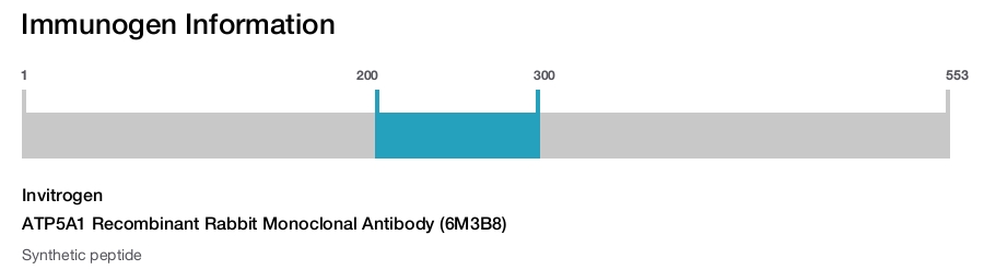 ATP5A1 Recombinant Rabbit Monoclonal Antibody (6M3B8)