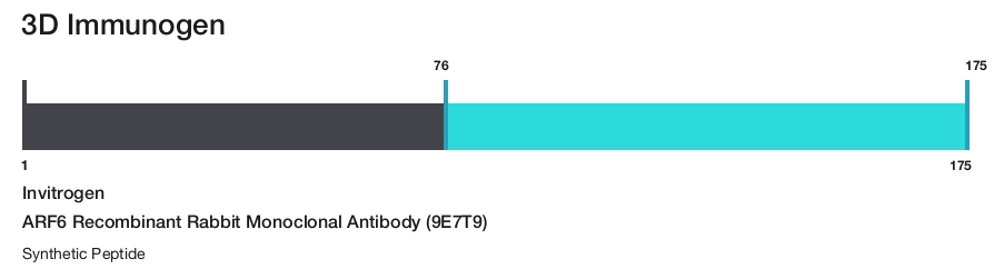 ARF6 Recombinant Rabbit Monoclonal Antibody (9E7T9)