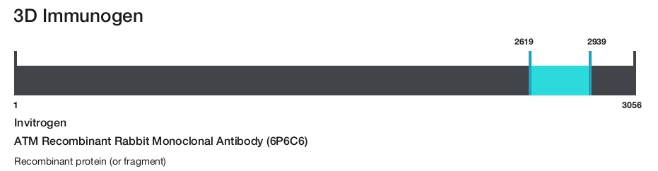 ATM Recombinant Rabbit Monoclonal Antibody (6P6C6)