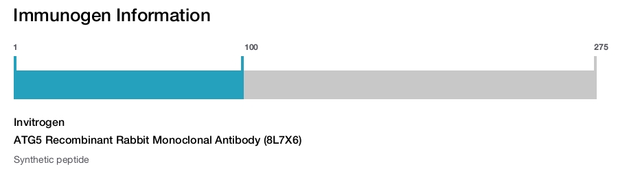 Immunogen Image ATG5 Recombinant Rabbit Monoclonal Antibody (8L7X6)