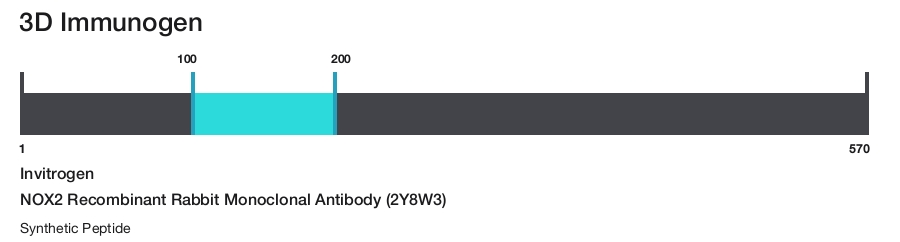 NOX2 Recombinant Rabbit Monoclonal Antibody (2Y8W3)