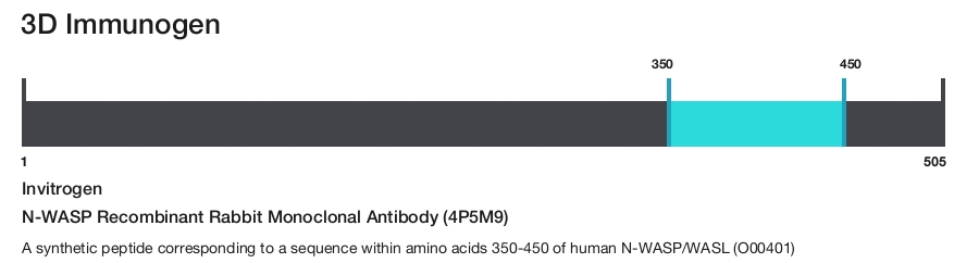 N-WASP Recombinant Rabbit Monoclonal Antibody (4P5M9)