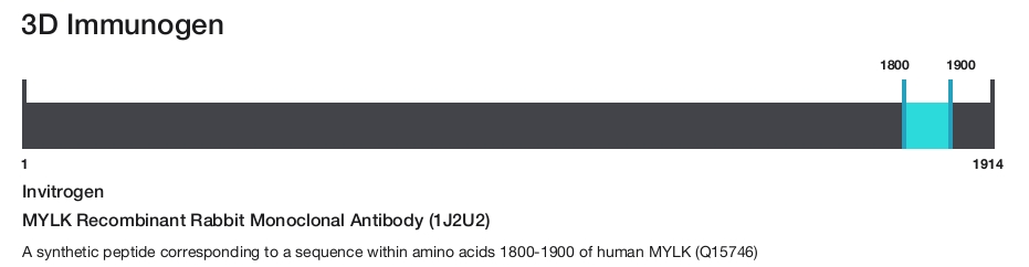 MYLK Recombinant Rabbit Monoclonal Antibody (1J2U2)