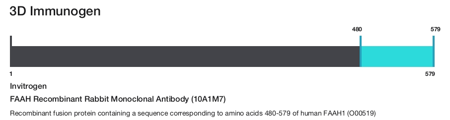 FAAH Recombinant Rabbit Monoclonal Antibody (10A1M7)