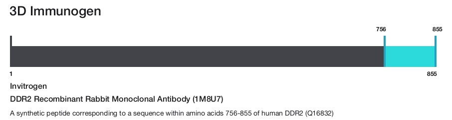 DDR2 Recombinant Rabbit Monoclonal Antibody (1M8U7)