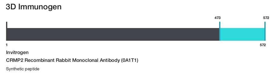 CRMP2 Recombinant Rabbit Monoclonal Antibody (0A1T1)