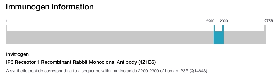 IP3 Receptor 1 Recombinant Rabbit Monoclonal Antibody (4Z1B6)
