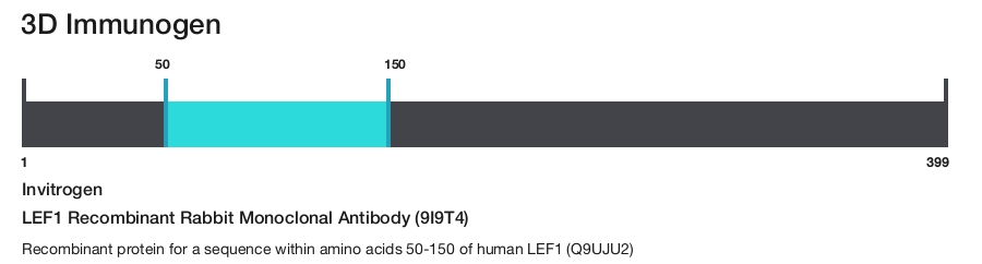 LEF1 Recombinant Rabbit Monoclonal Antibody (9I9T4)