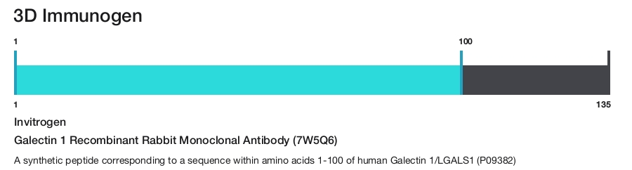 Galectin 1 Recombinant Rabbit Monoclonal Antibody (7W5Q6)