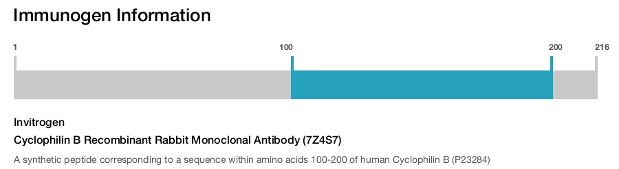 Cyclophilin B Recombinant Rabbit Monoclonal Antibody (7Z4S7)