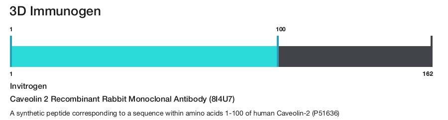 Caveolin 2 Recombinant Rabbit Monoclonal Antibody (8I4U7)