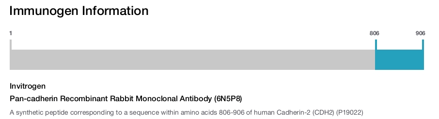 Pan-cadherin Recombinant Rabbit Monoclonal Antibody (6N5P8)