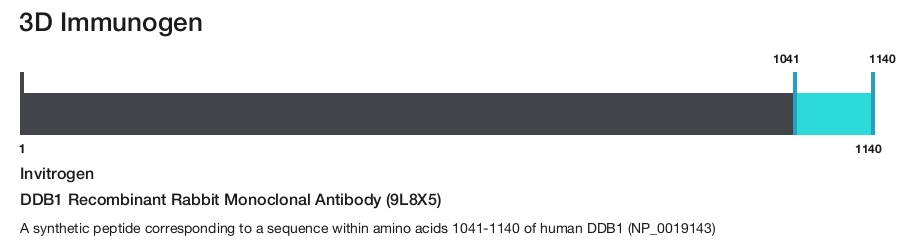 DDB1 Recombinant Rabbit Monoclonal Antibody (9L8X5)