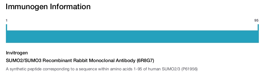SUMO2/SUMO3 Recombinant Rabbit Monoclonal Antibody (6R8G7)