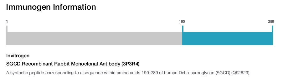 SGCD Recombinant Rabbit Monoclonal Antibody (3P3R4)