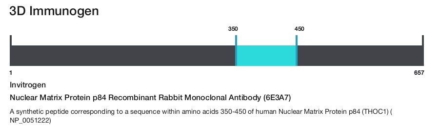 Nuclear Matrix Protein p84 Recombinant Rabbit Monoclonal Antibody (6E3A7)