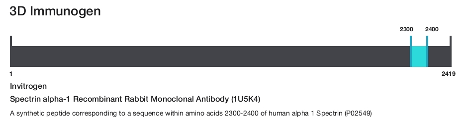 Spectrin alpha-1 Recombinant Rabbit Monoclonal Antibody (1U5K4)