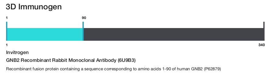 GNB2 Recombinant Rabbit Monoclonal Antibody (6U9B3)