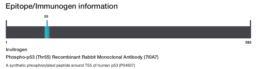 Phospho-p53 (Thr55) Recombinant Rabbit Monoclonal Antibody (7I0A7)