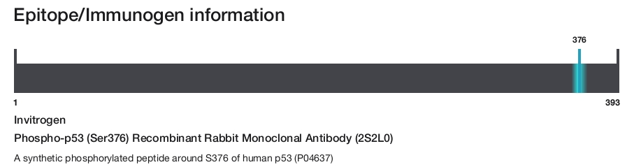 Phospho-p53 (Ser376) Recombinant Rabbit Monoclonal Antibody (2S2L0)