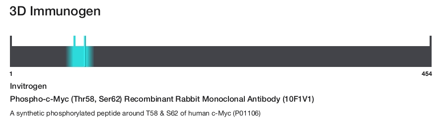 Phospho-c-Myc (Thr58, Ser62) Recombinant Rabbit Monoclonal Antibody (10F1V1)