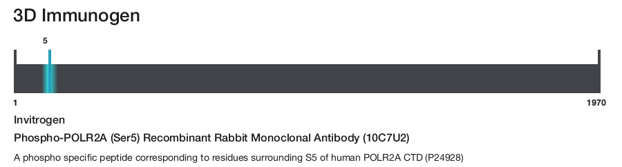 Phospho-POLR2A (Ser5) Recombinant Rabbit Monoclonal Antibody (10C7U2)