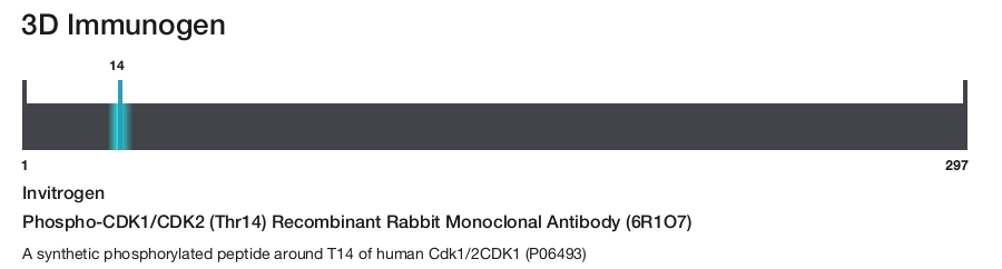 Phospho-CDK1/CDK2 (Thr14) Recombinant Rabbit Monoclonal Antibody (6R1O7)