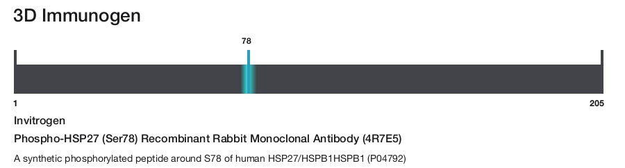 Phospho-HSP27 (Ser78) Recombinant Rabbit Monoclonal Antibody (4R7E5)