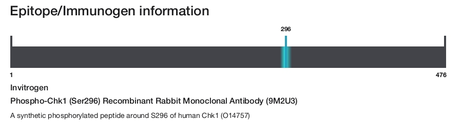 Phospho-Chk1 (Ser296) Recombinant Rabbit Monoclonal Antibody (9M2U3)