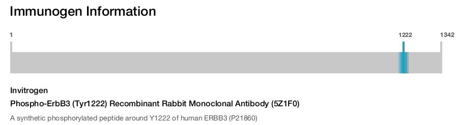 Phospho-ErbB3 (Tyr1222) Recombinant Rabbit Monoclonal Antibody (5Z1F0)