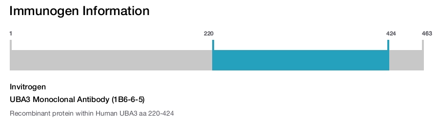 UBA3 Monoclonal Antibody (1B6-6-5)