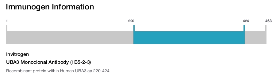 UBA3 Monoclonal Antibody (1B5-2-3)