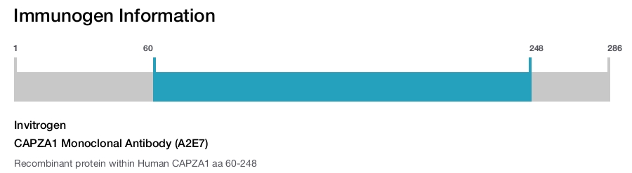 CAPZA1 Monoclonal Antibody (A2E7)