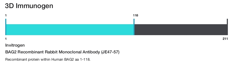 BAG2 Recombinant Rabbit Monoclonal Antibody (JE47-57)