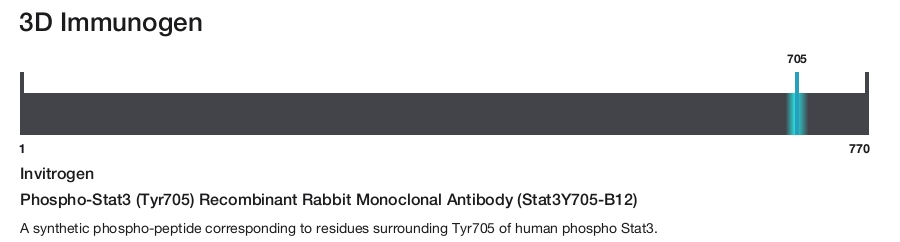 Phospho-Stat3 (Tyr705) Recombinant Rabbit Monoclonal Antibody (Stat3Y705-B12)