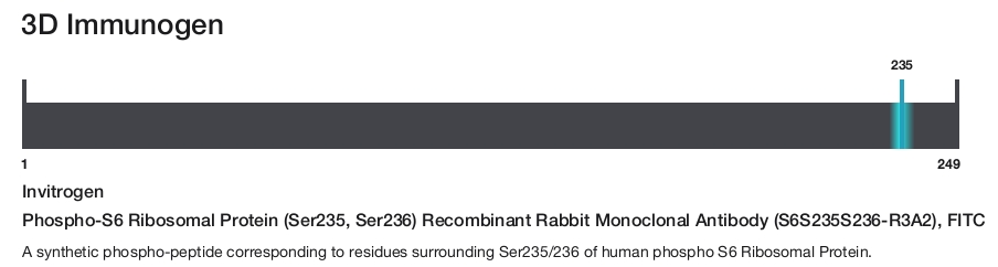 Phospho-S6 Ribosomal Protein (Ser235, Ser236) Recombinant Rabbit Monoclonal Antibody (S6S235S236-R3A2), FITC