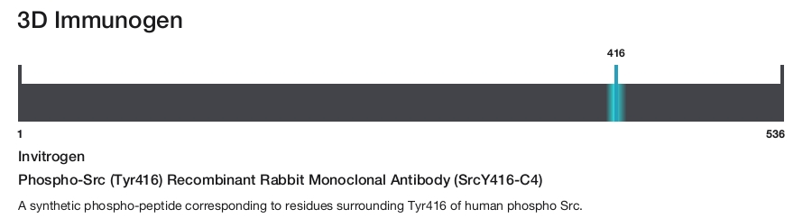 Phospho-Src (Tyr416) Recombinant Rabbit Monoclonal Antibody (SrcY416-C4)