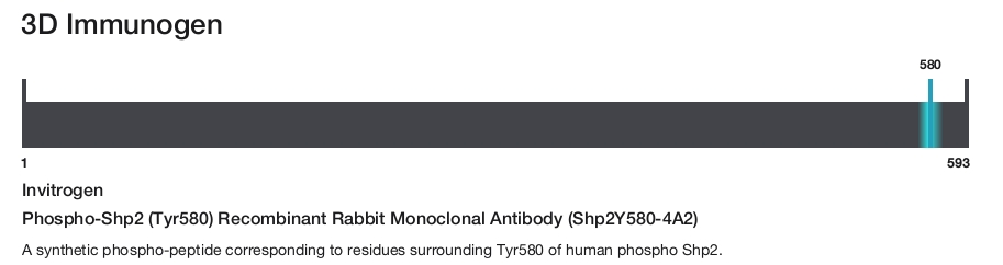 Phospho-Shp2 (Tyr580) Recombinant Rabbit Monoclonal Antibody (Shp2Y580-4A2)