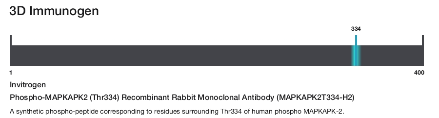 Phospho-MAPKAPK2 (Thr334) Recombinant Rabbit Monoclonal Antibody (MAPKAPK2T334-H2)