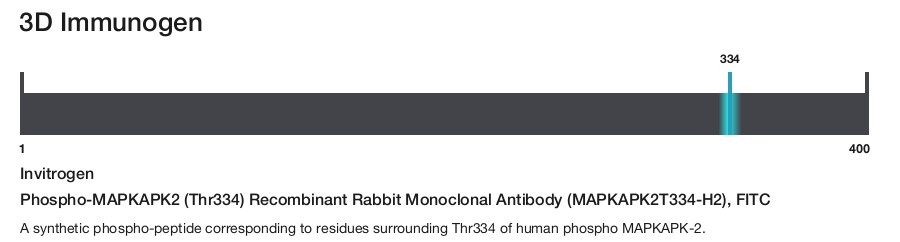 Phospho-MAPKAPK2 (Thr334) Recombinant Rabbit Monoclonal Antibody (MAPKAPK2T334-H2), FITC