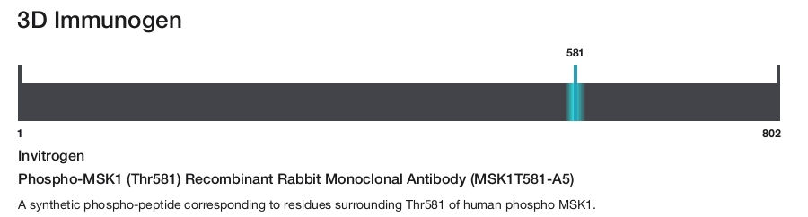 Phospho-MSK1 (Thr581) Recombinant Rabbit Monoclonal Antibody (MSK1T581-A5)